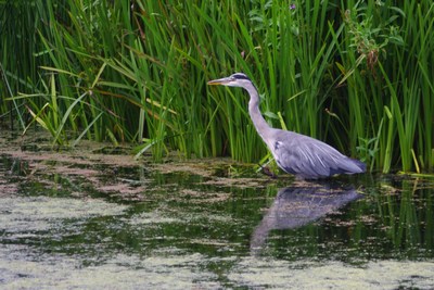 Heron at Wetland Centre